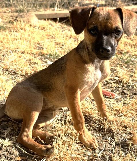 Enlarge Sage, a ADOPTABLE mixed breed in Santa Rosa, CA image 5/6