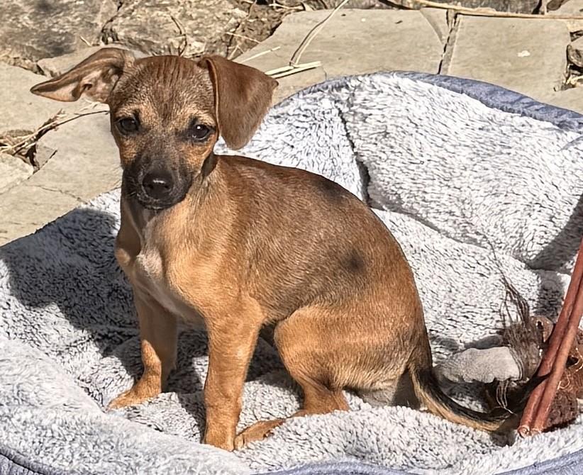 Sage, ADOPTABLE, Young Female Chihuahua.