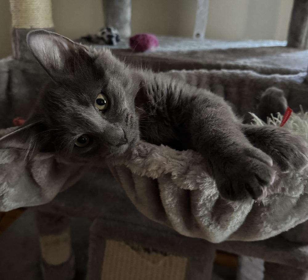 Asher, Adoptable, Kitten Male Domestic Short Hair.