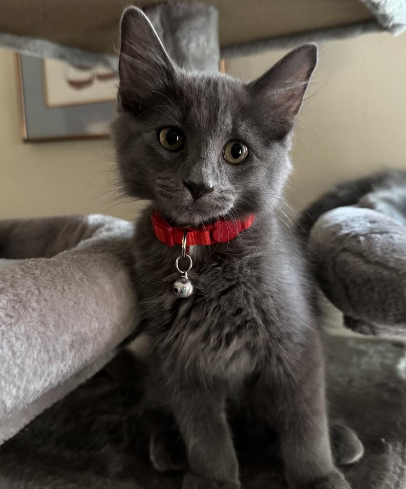 Asher, a Adoptable mixed breed in Lincoln, NE image 2/6