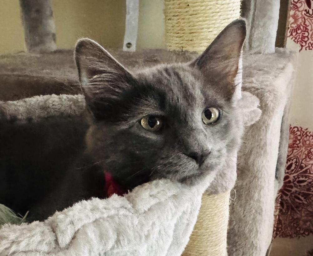 Asher, a Adoptable mixed breed in Lincoln, NE image 4/6