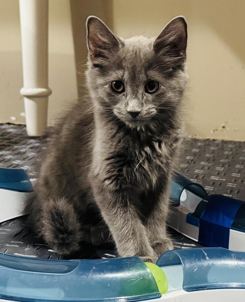 Asher, a Adoptable mixed breed in Lincoln, NE image 2/3