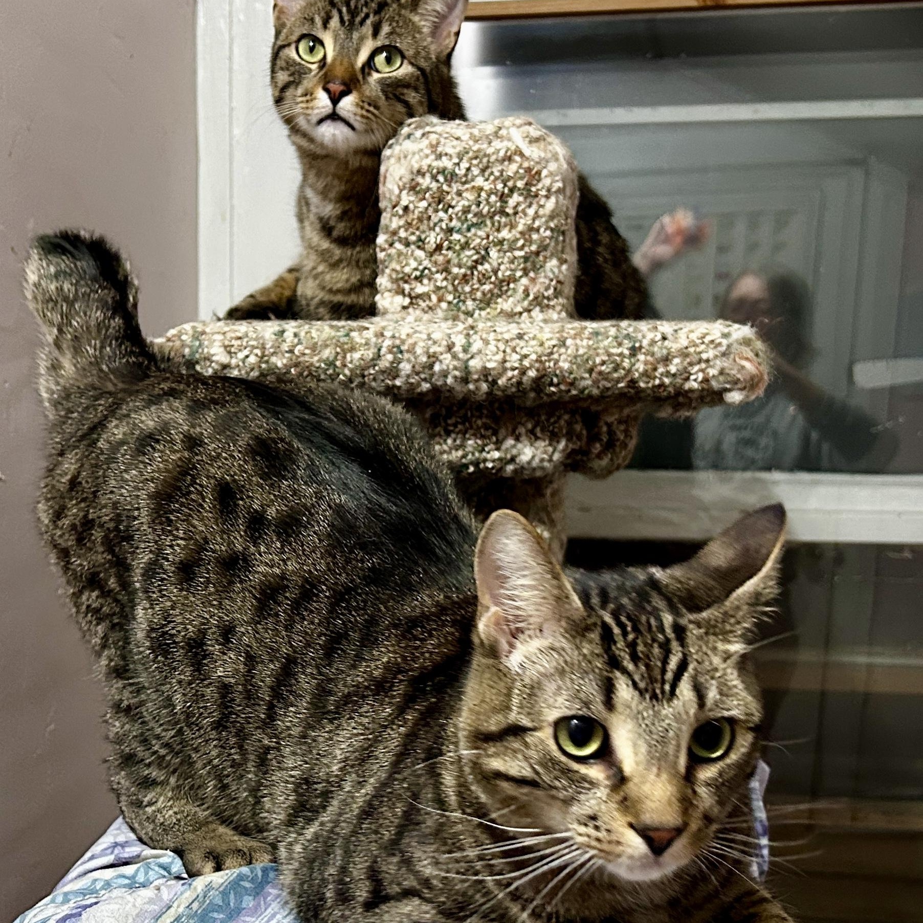 Enlarge Pip and Gudo, a ADOPTABLE Domestic Short Hair in Guelph, ON image 2/6