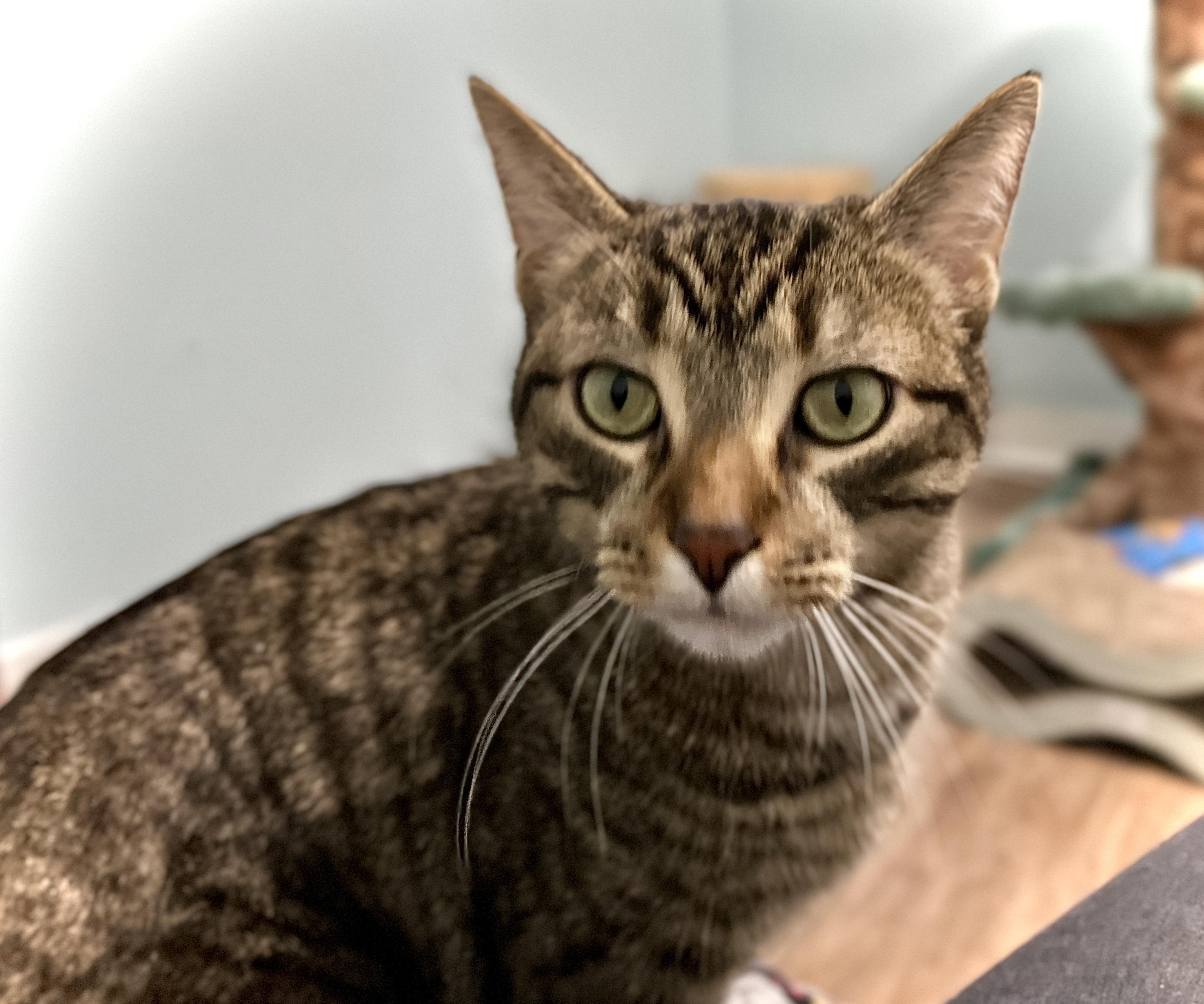 Enlarge Pip and Gudo, a ADOPTABLE Domestic Short Hair in Guelph, ON image 4/6