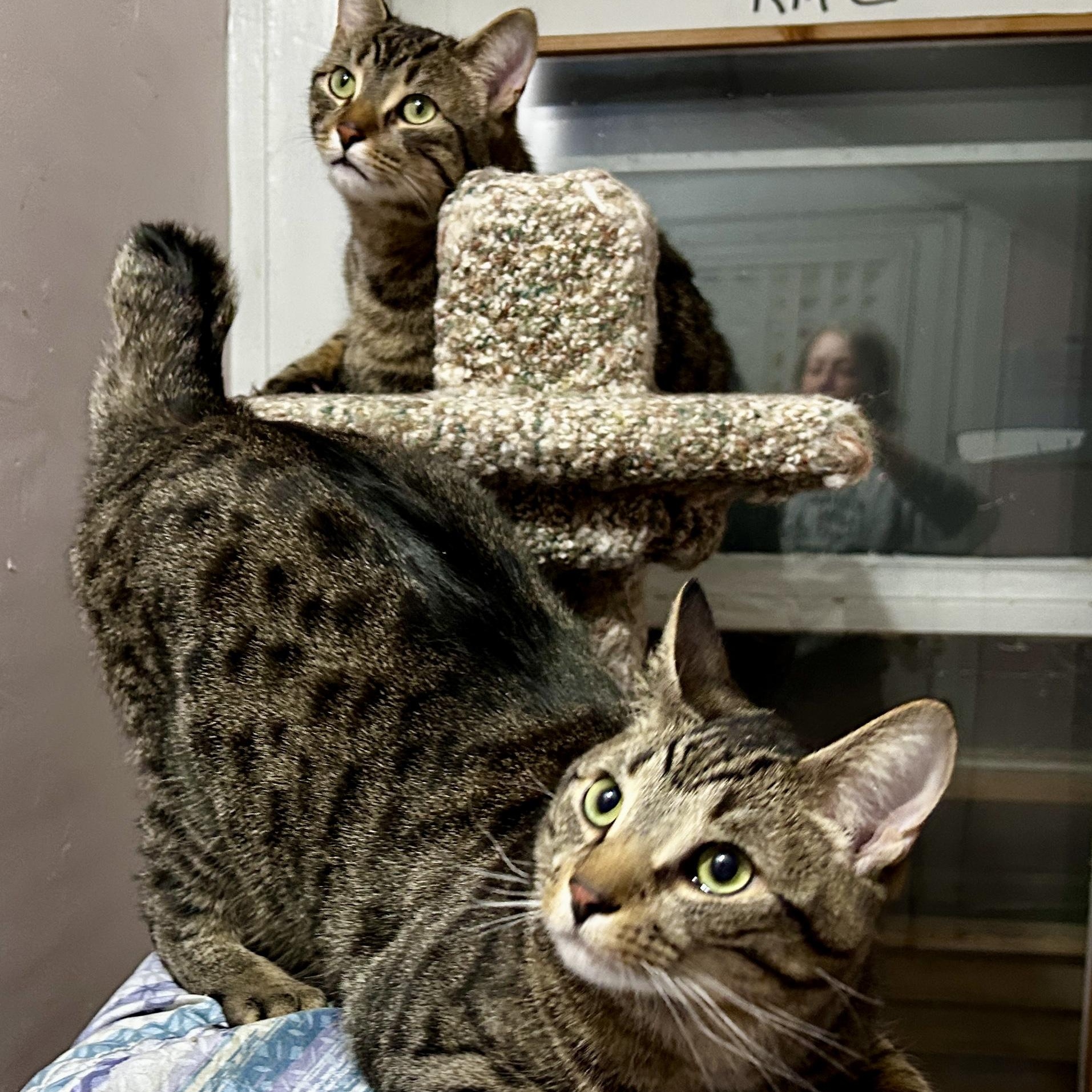 Enlarge Pip and Gudo, a ADOPTABLE Domestic Short Hair in Guelph, ON image 1/6