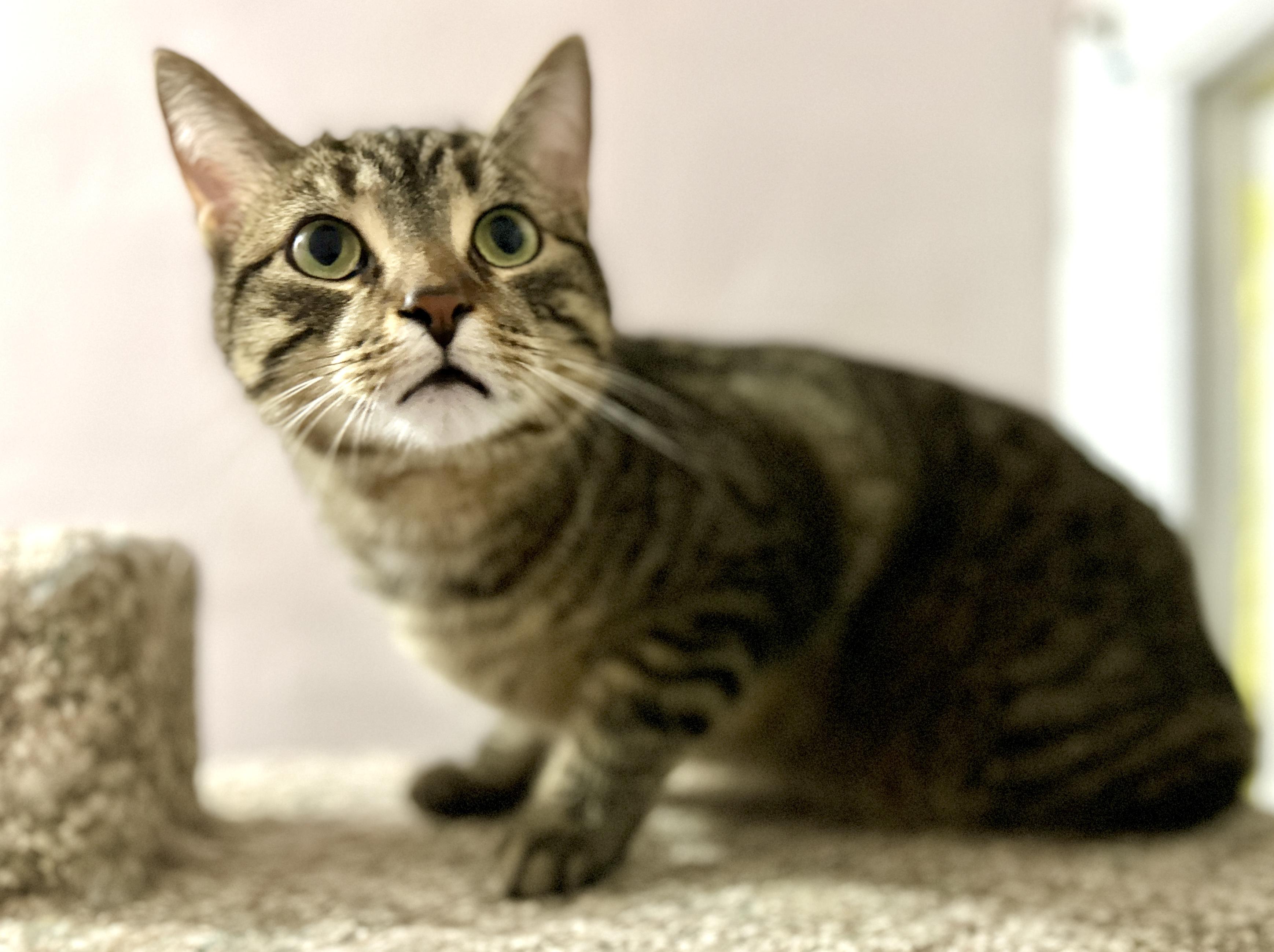 Enlarge Pip and Gudo, a ADOPTABLE Domestic Short Hair in Guelph, ON image 5/6