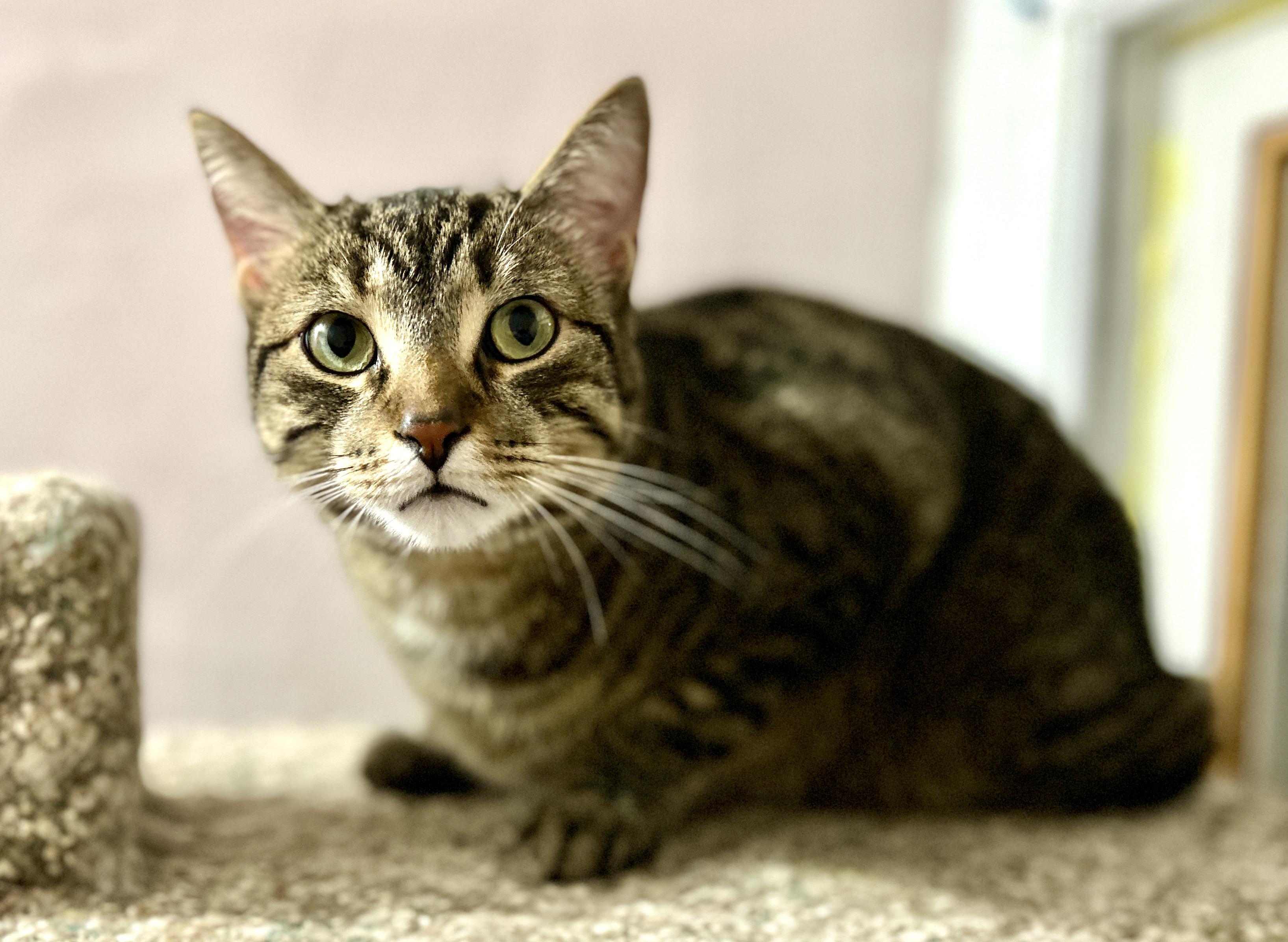 Enlarge Pip and Gudo, a ADOPTABLE Domestic Short Hair in Guelph, ON image 3/6