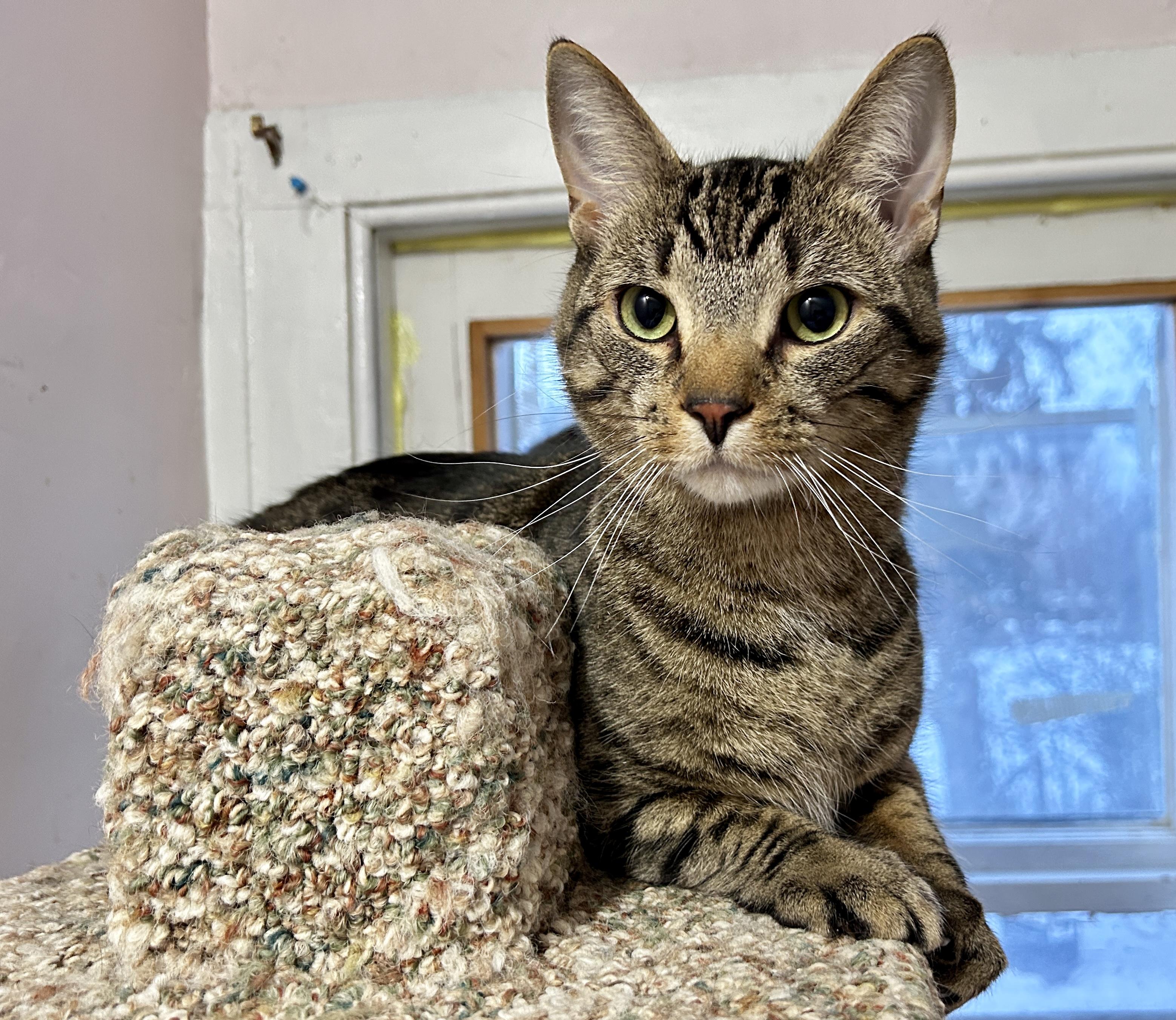 Enlarge Pip and Gudo, a ADOPTABLE Domestic Short Hair in Guelph, ON image 6/6