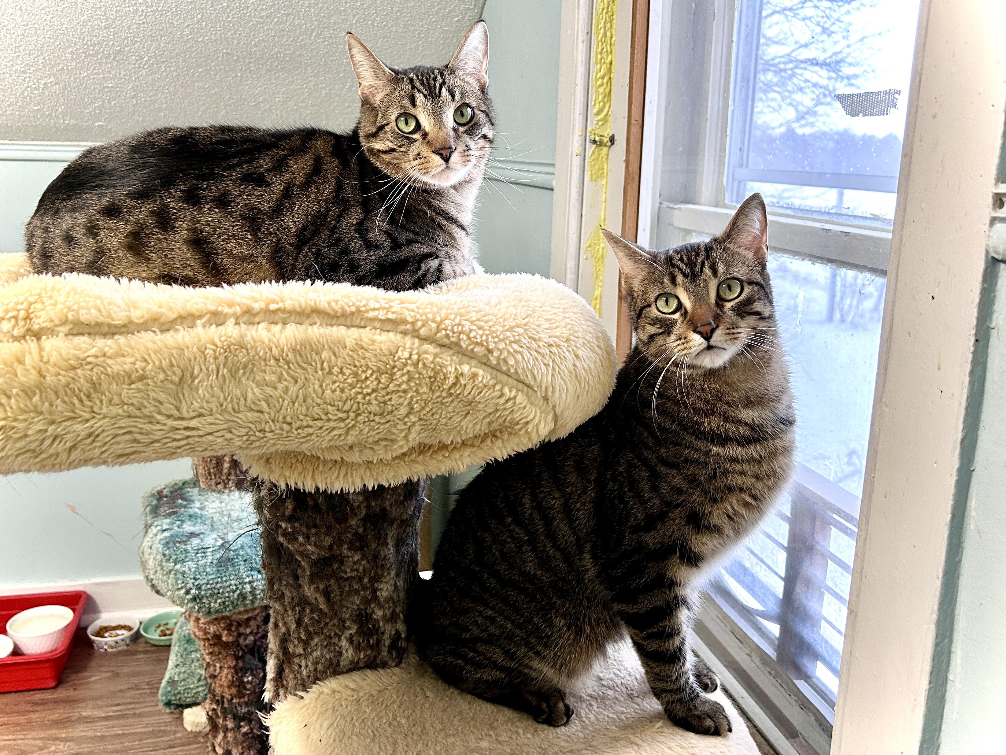 Enlarge Pip and Gudo, a ADOPTABLE Domestic Short Hair in Guelph, ON image 1/6