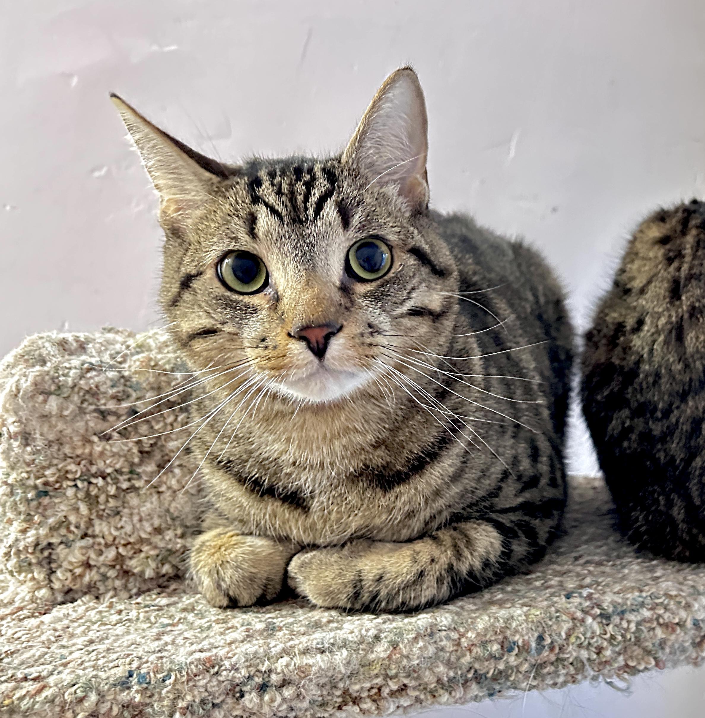 Enlarge Pip and Gudo, a ADOPTABLE Domestic Short Hair in Guelph, ON image 4/6