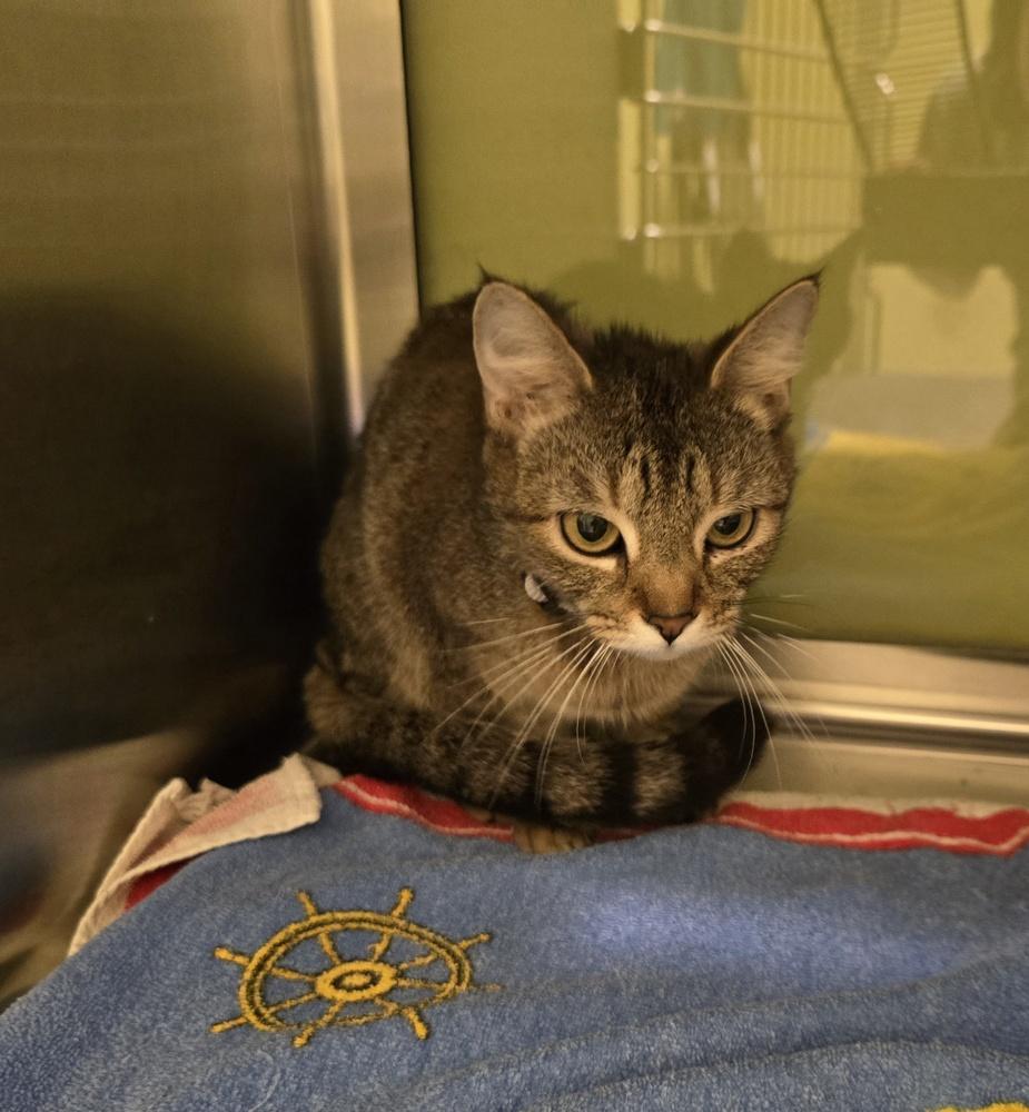 Enlarge Ladybug, a Adopted Domestic Short Hair in Dickson, TN image 1/2