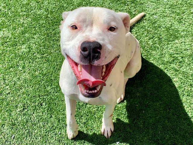 BART, Adoptable, Adult Male Pit Bull Terrier & Mixed Breed.