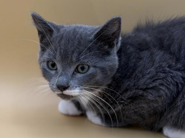 Erica, Adoptable, Kitten Female Domestic Short Hair.