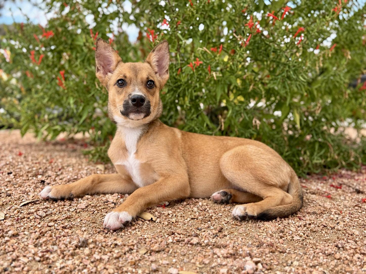 Enlarge Lexi, a Adoptable Terrier in Helotes, TX image 1/3