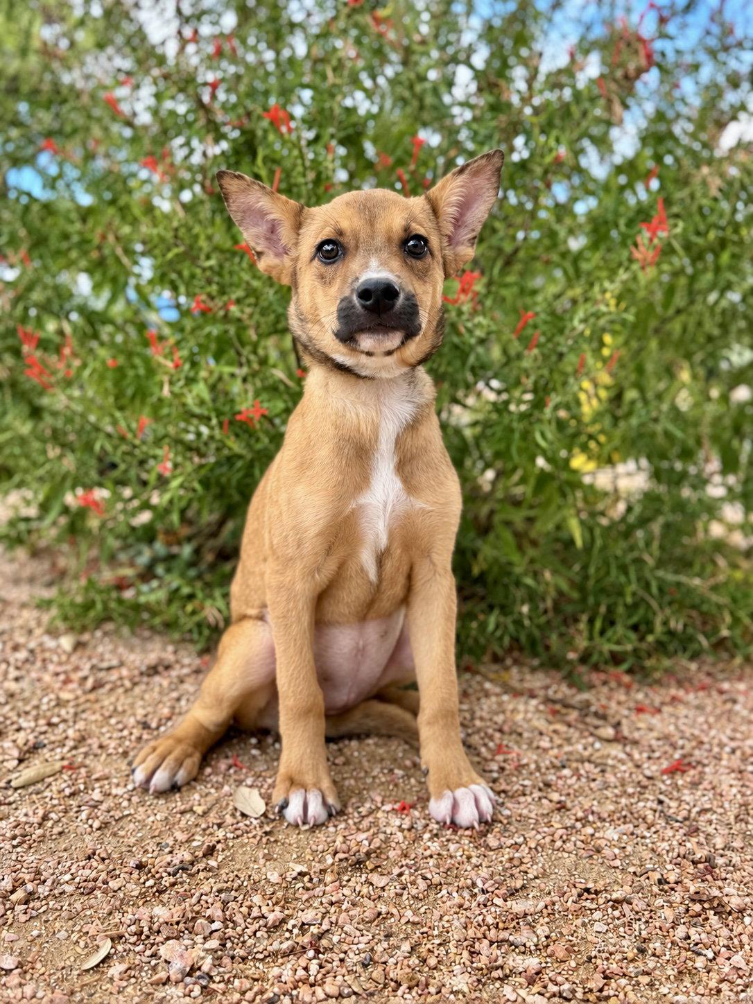 Enlarge Lexi, a Adoptable Terrier in Helotes, TX image 2/3