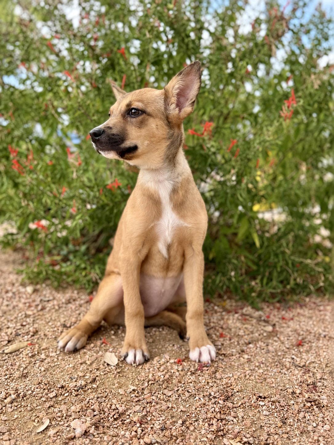 Enlarge Lexi, a Adoptable Terrier in Helotes, TX image 3/3