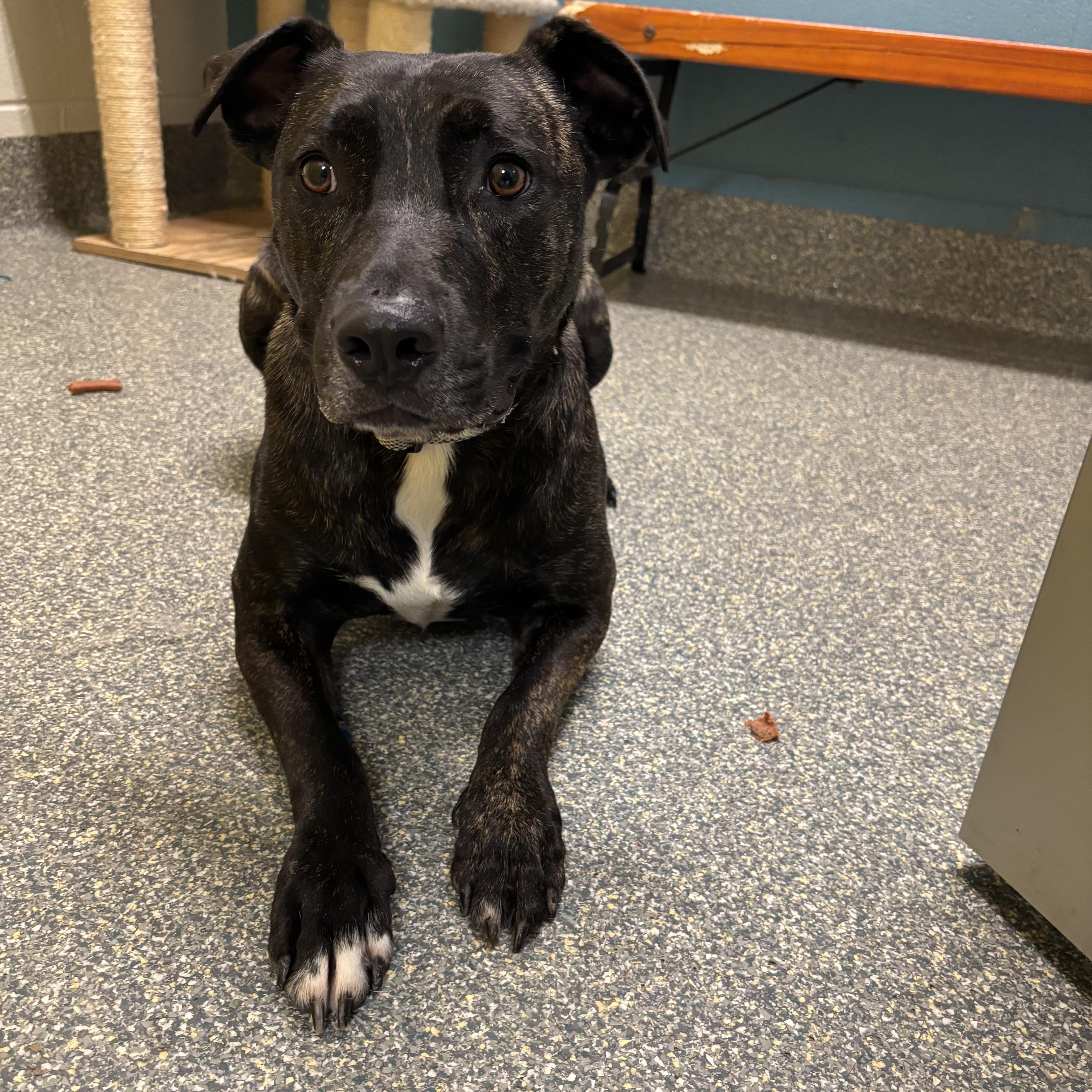 Enlarge Luke, a ADOPTABLE mixed breed in Gladstone, MO image 1/1