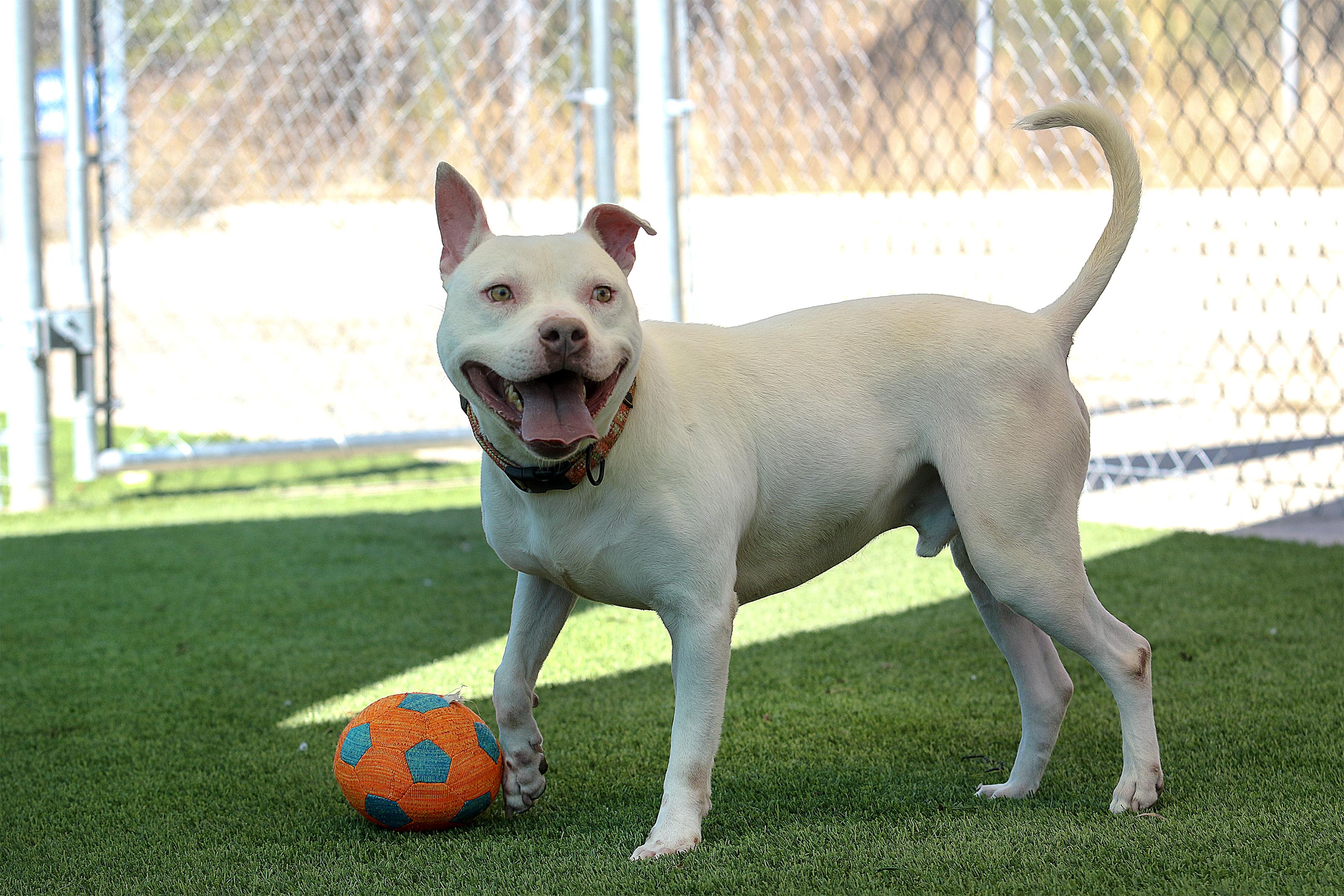 Bowie, a Adoptable mixed breed in Tyler, TX image 2/6