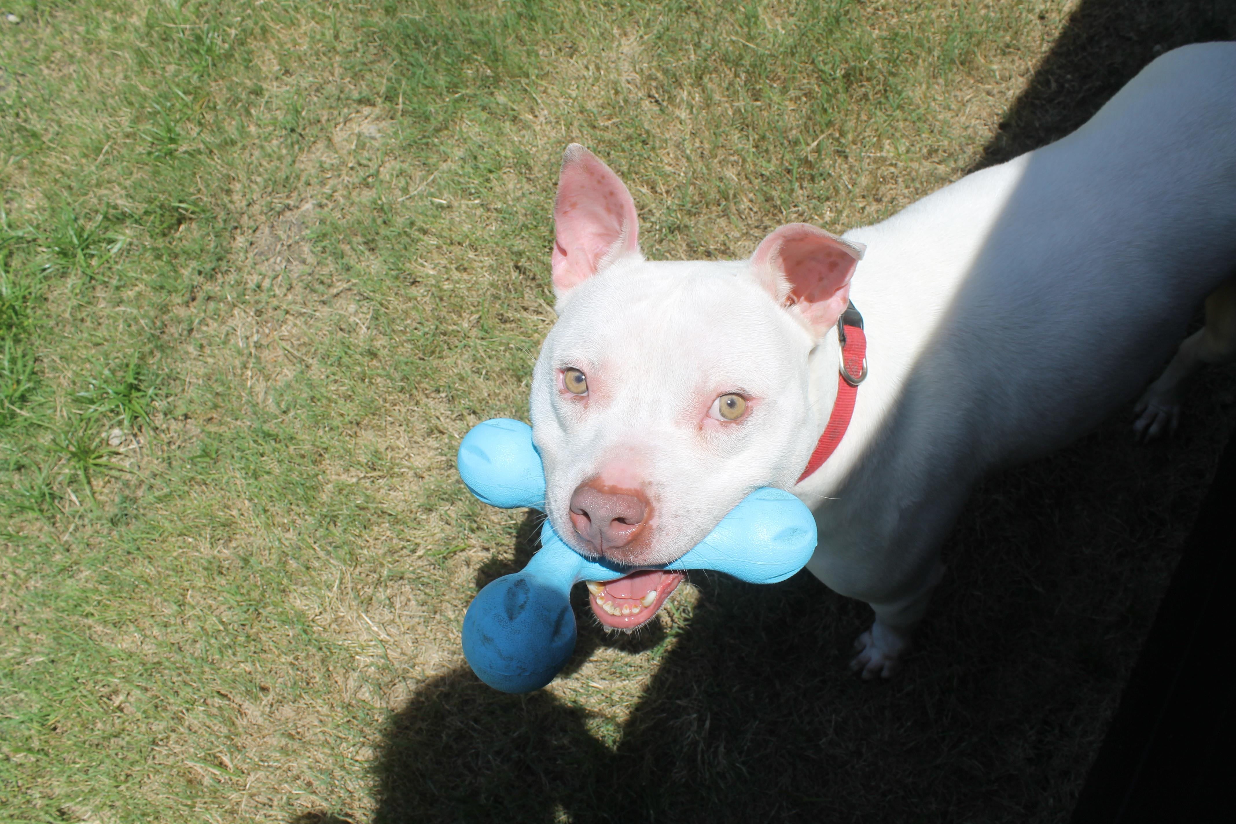 Bowie, a Adoptable mixed breed in Tyler, TX image 6/6