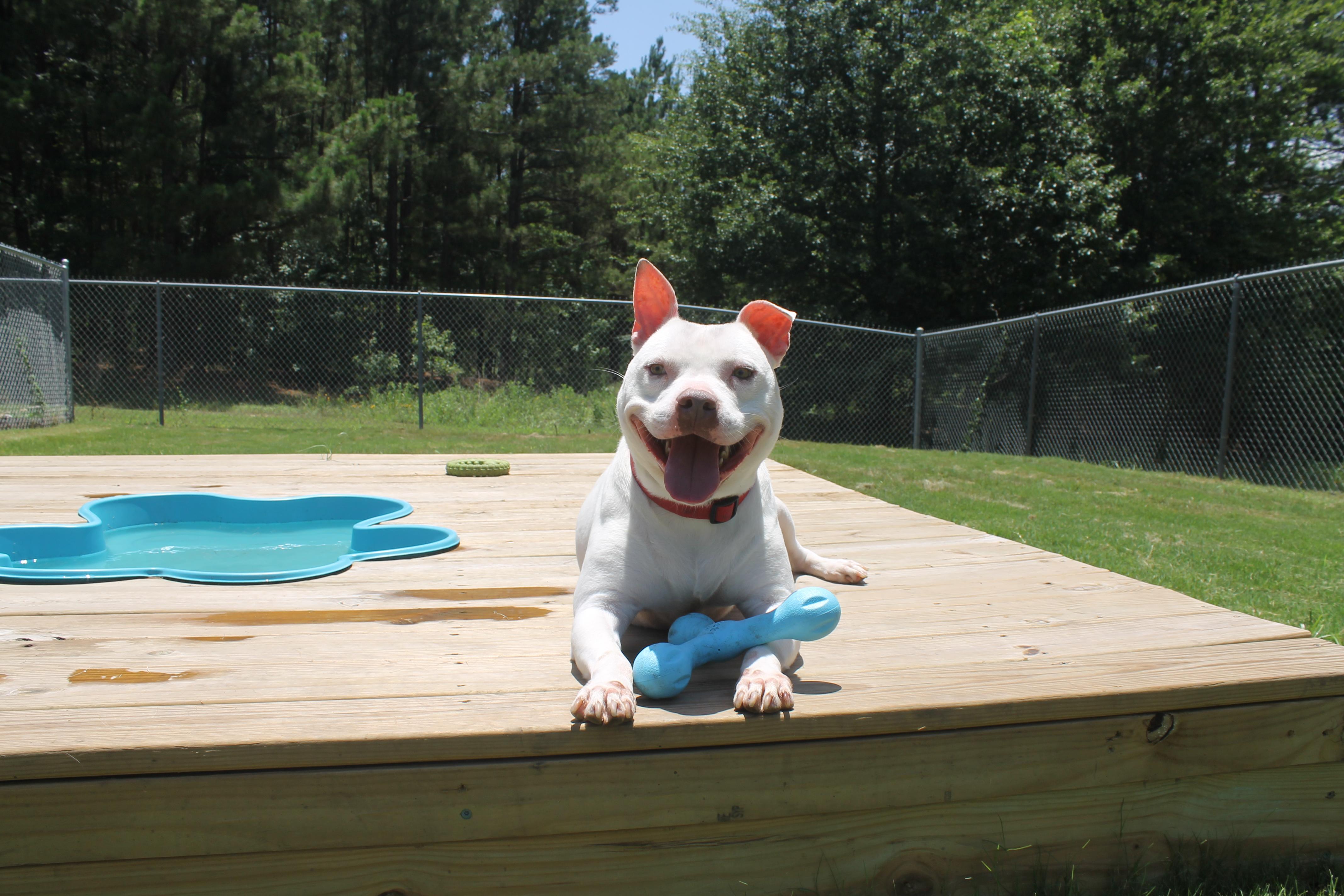 Bowie, Adoptable, Adult Male Terrier.
