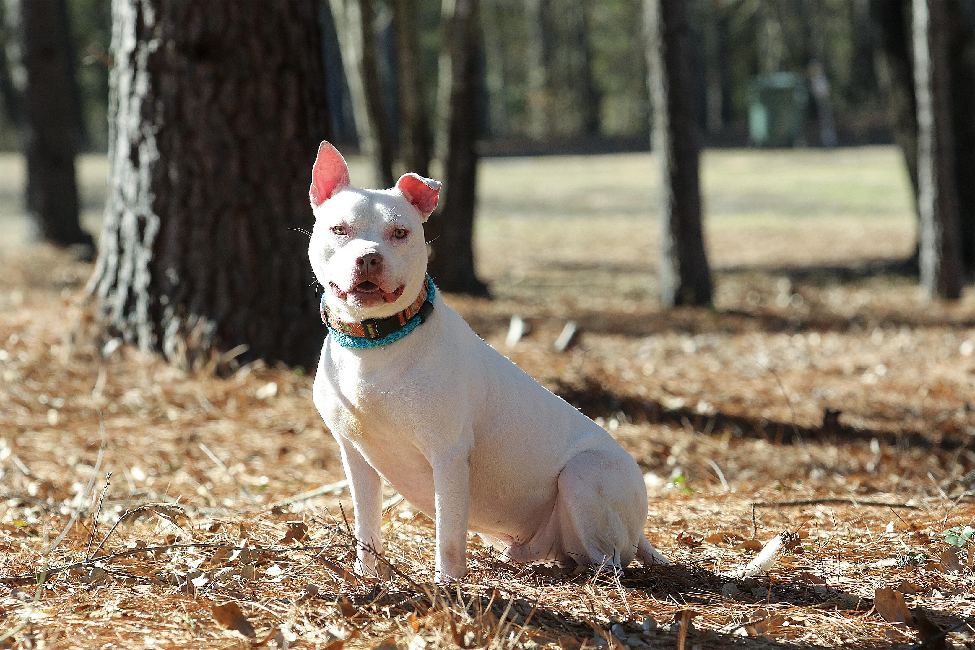 Bowie, a Adoptable mixed breed in Tyler, TX image 4/6