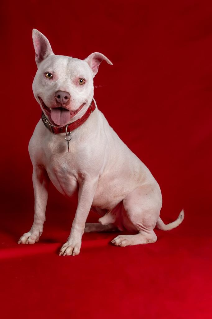 Bowie, a Adoptable mixed breed in Tyler, TX image 5/6