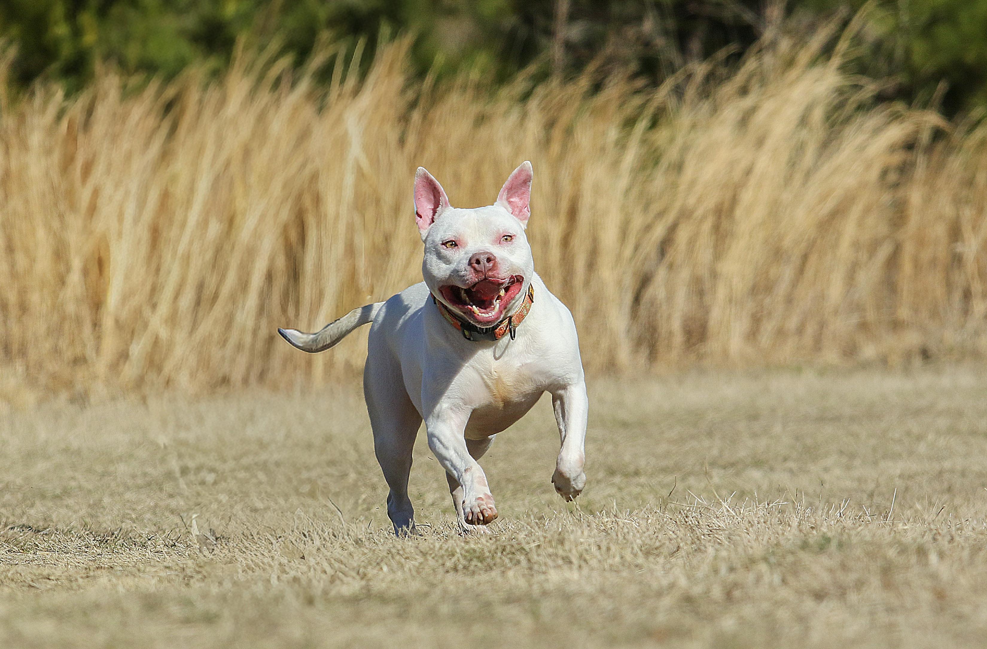 Bowie, a Adoptable mixed breed in Tyler, TX image 3/6
