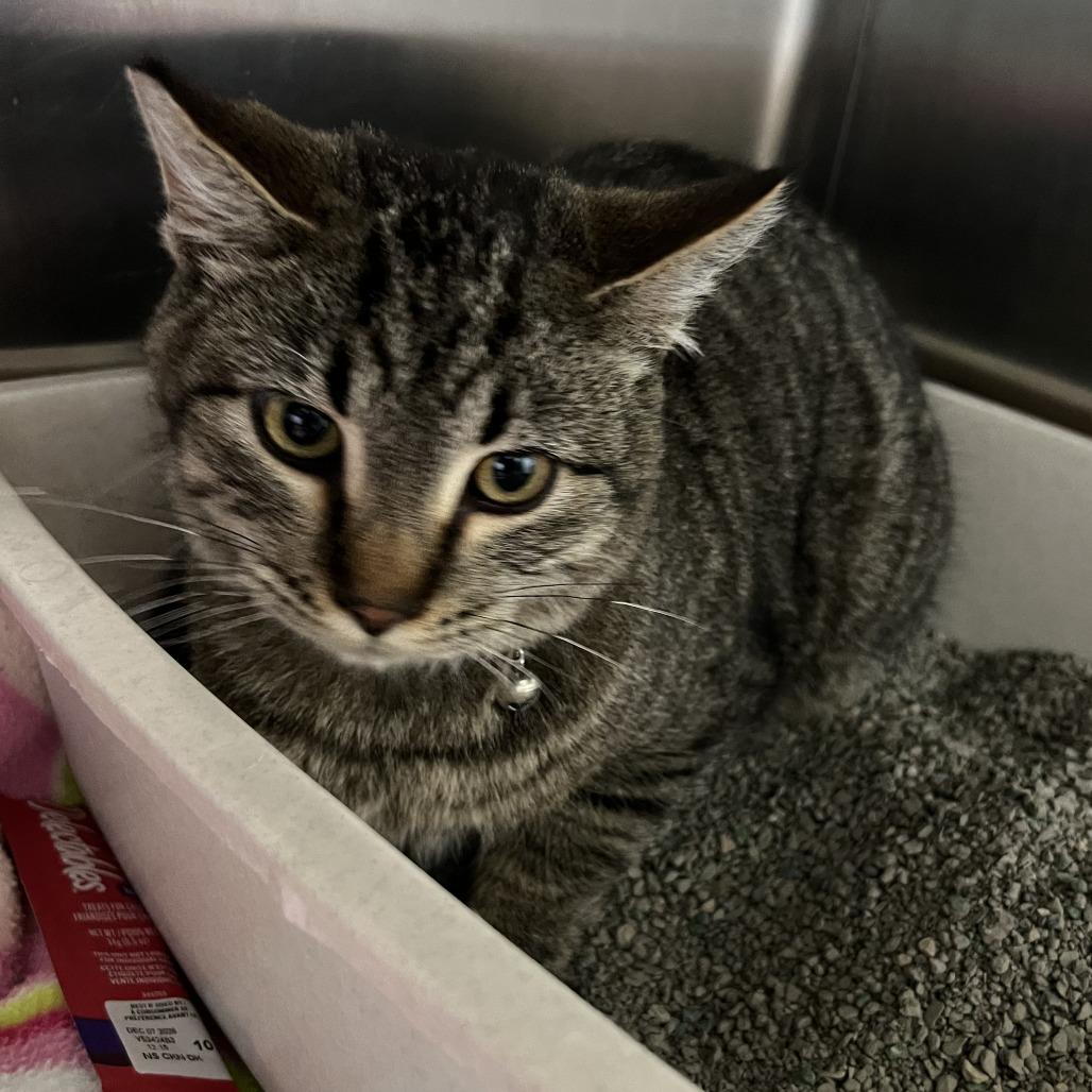 Rainbow, Adoptable, Adult Male Domestic Short Hair.