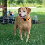 Maple, ADOPTABLE, Adult Female Mixed Breed.