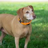 Enlarge Maple, a ADOPTABLE Mixed Breed in Hilliard, OH image 2/3