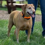 Enlarge Maple, a ADOPTABLE Mixed Breed in Hilliard, OH image 3/3