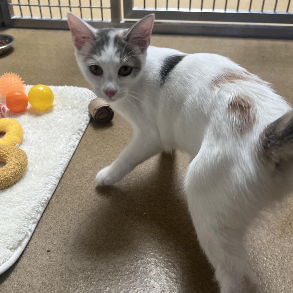 Slime, Adoptable, Kitten Female Domestic Short Hair.