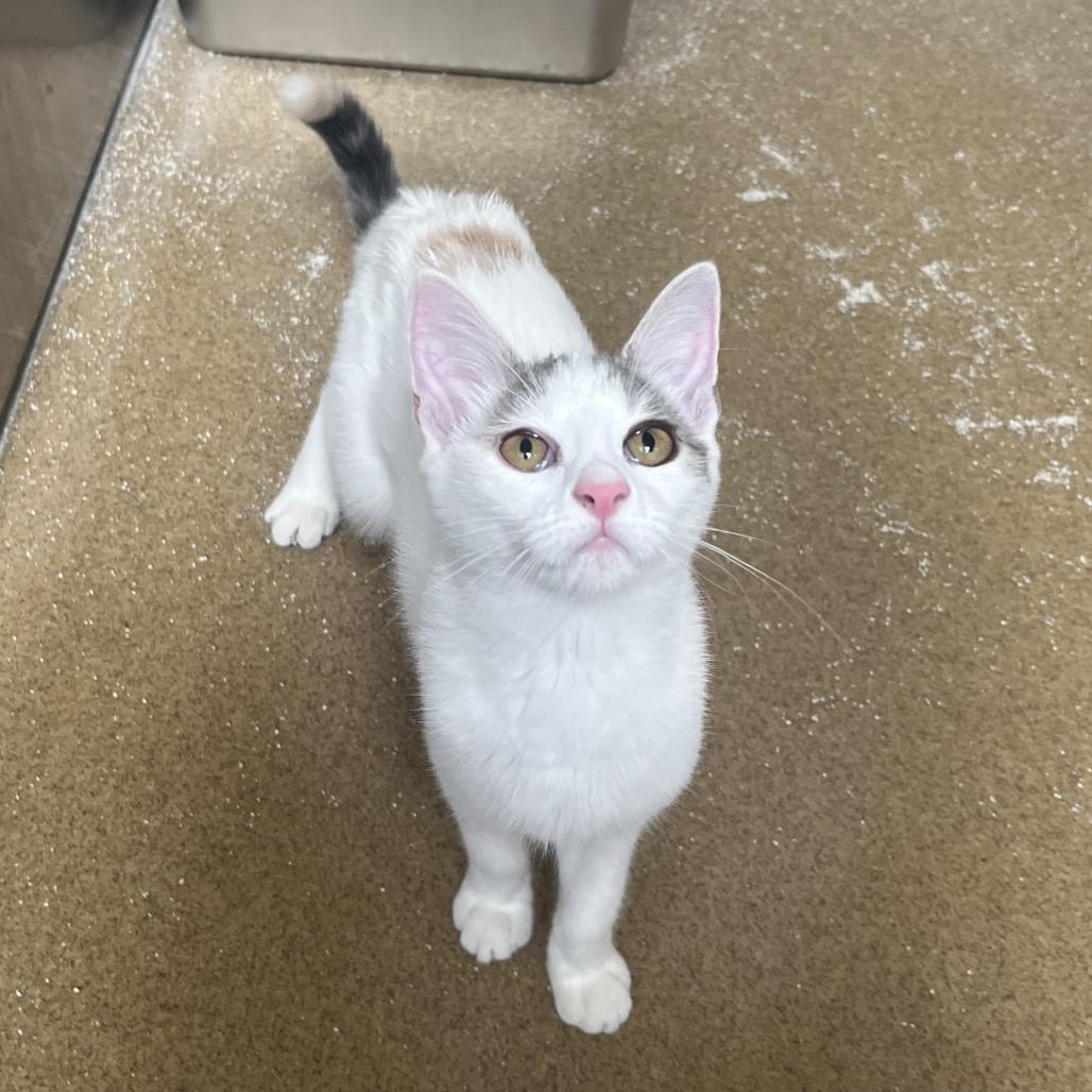 Enlarge Slime, a Adoptable Domestic Short Hair in Riverside, CA image 2/2