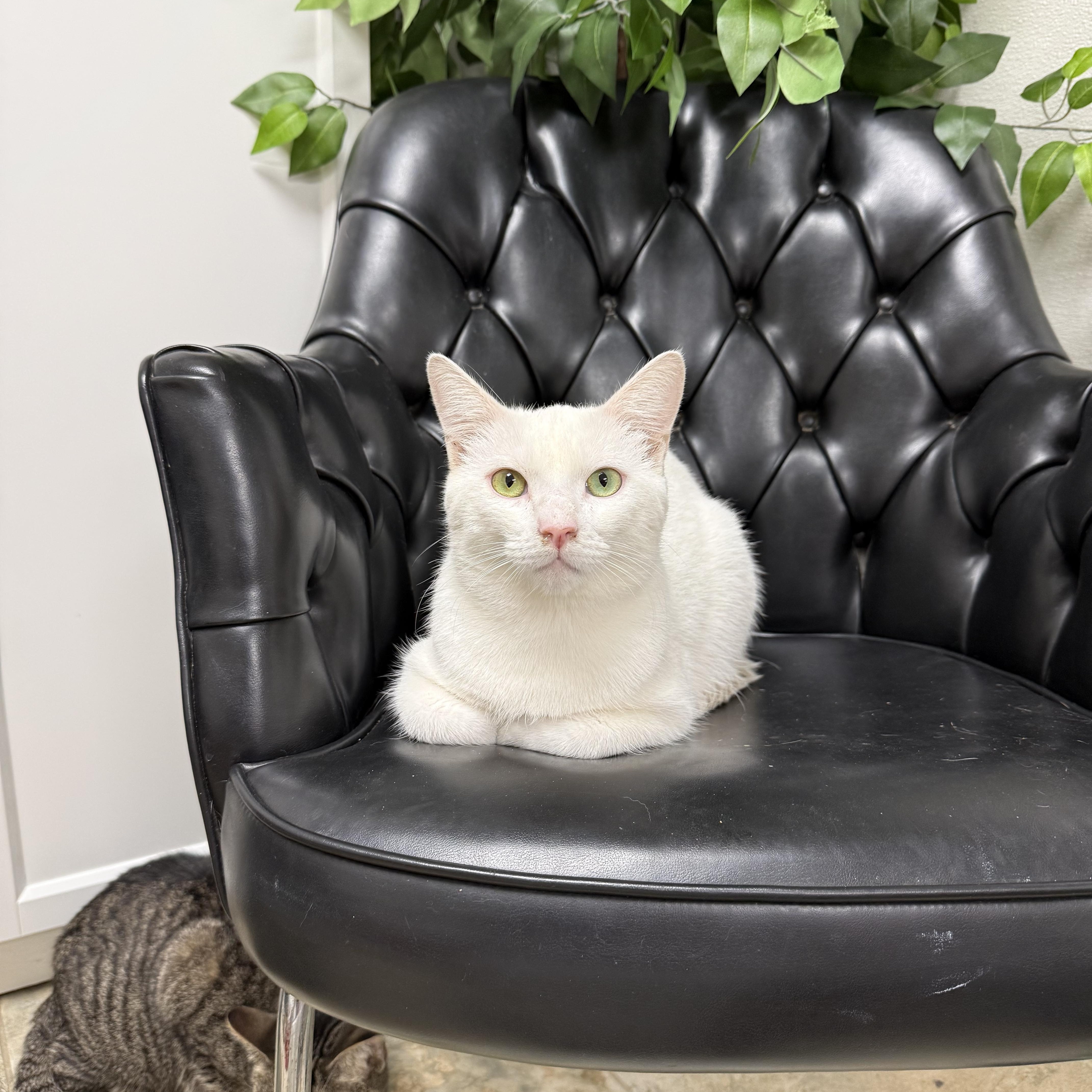 Enlarge Beavis, an adoptable mixed breed in Bridgeville, PA image 2/4