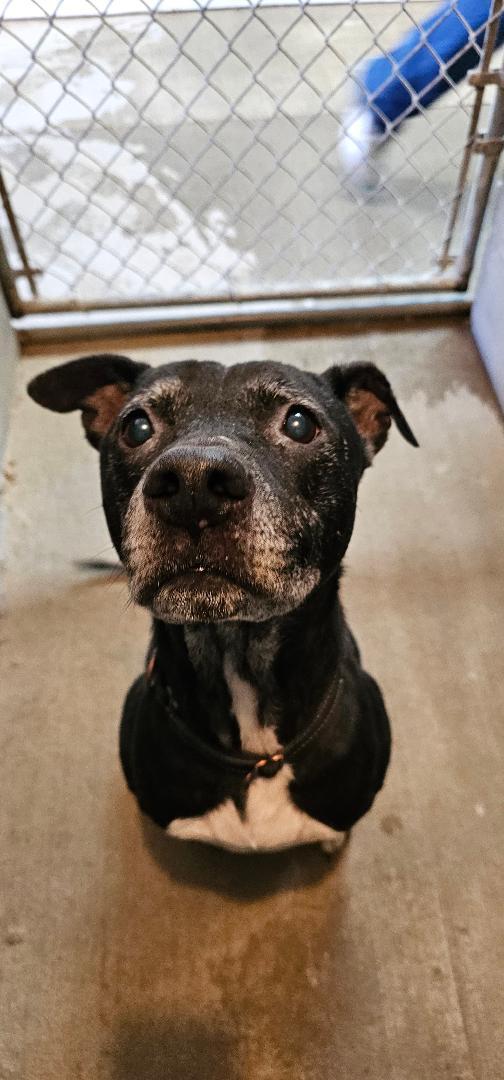 KEVIN, Adoptable, Senior Male Labrador Retriever.