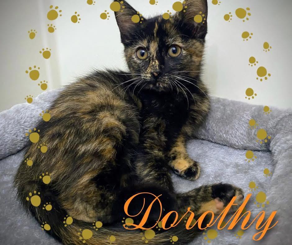 Dorothy, Adopted, Kitten Female Domestic Short Hair.