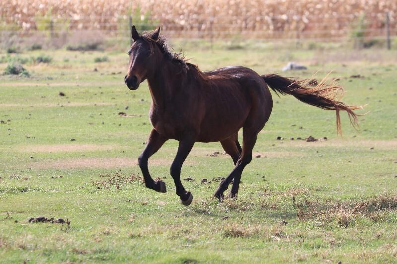 Astrid, Adoptable, Adult Female Quarterhorse.
