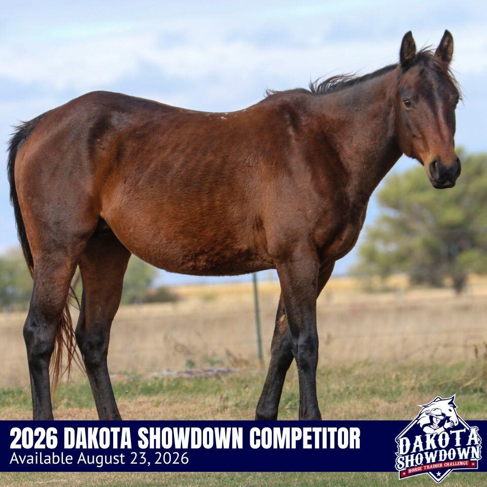 Enlarge Astrid, a Adoptable Quarterhorse in Scotland, SD image 2/3