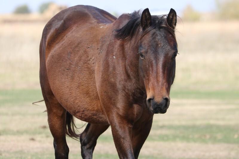 Enlarge Astrid, a Adoptable Quarterhorse in Scotland, SD image 3/3