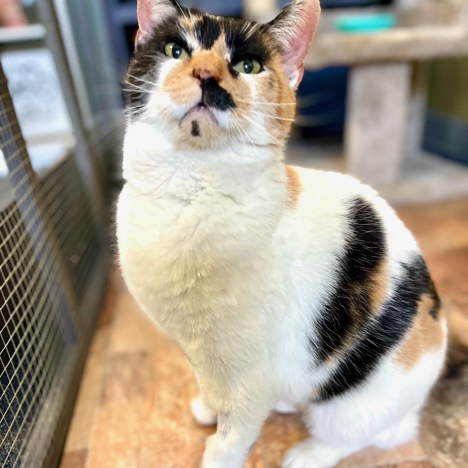 Enlarge Cali Coco, an adoptable mixed breed in Racine, WI image 5/5