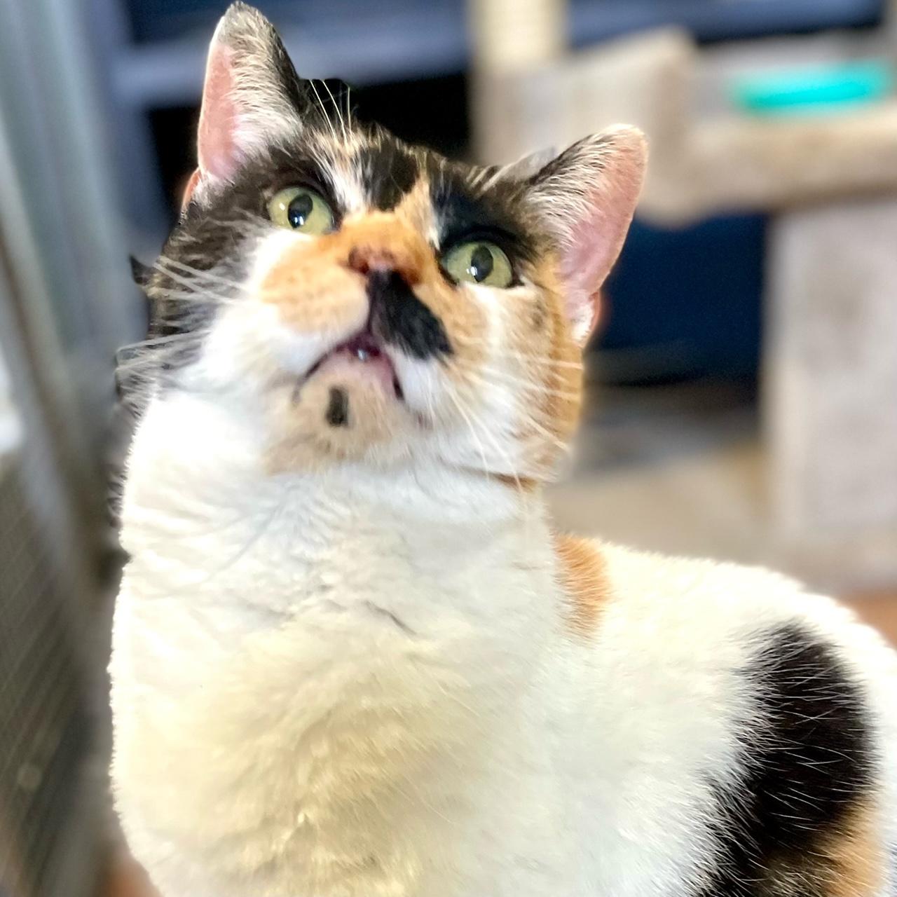 Enlarge Cali Coco, an adoptable mixed breed in Racine, WI image 3/5