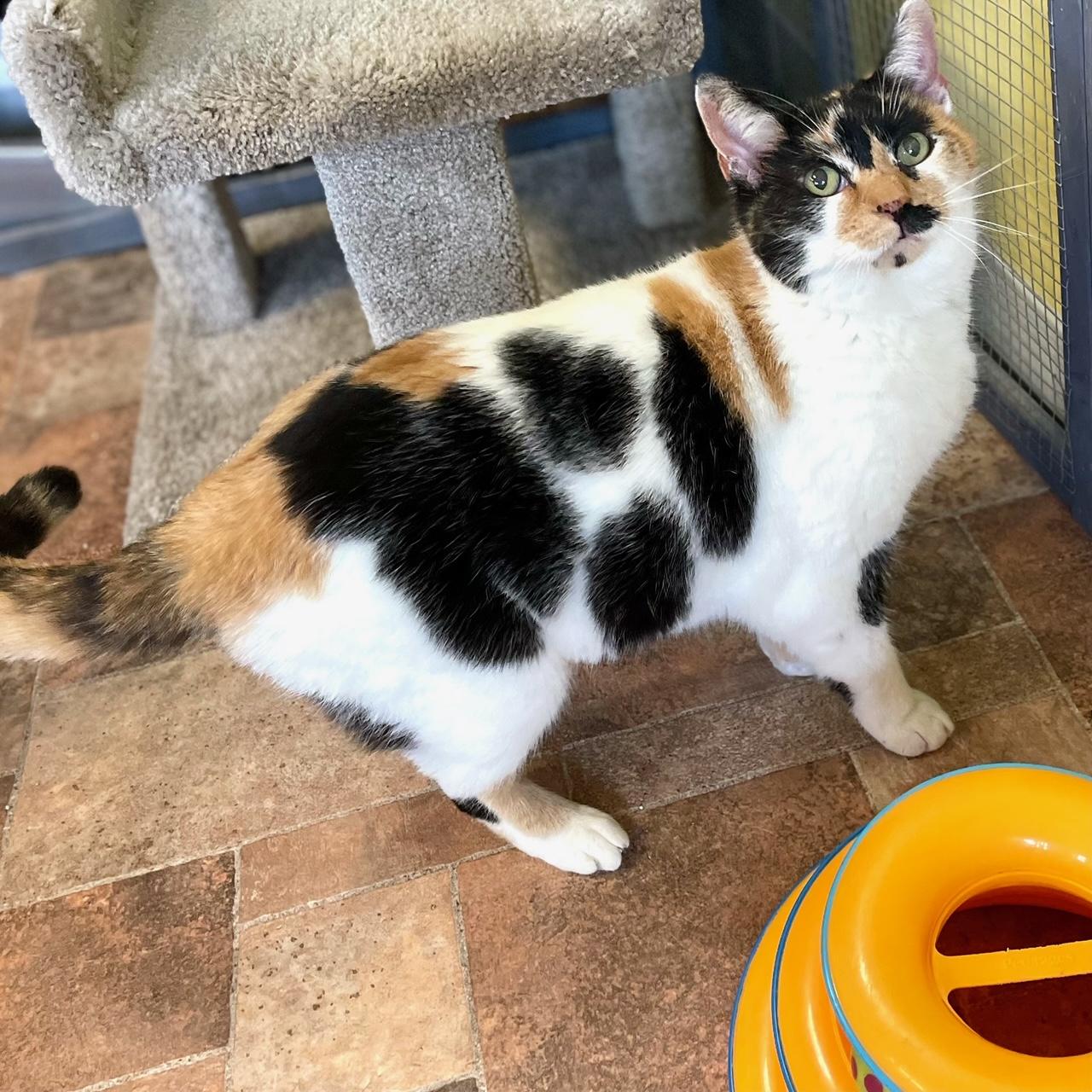 Cali Coco, adoptable, Adult Female Calico & Domestic Short Hair.