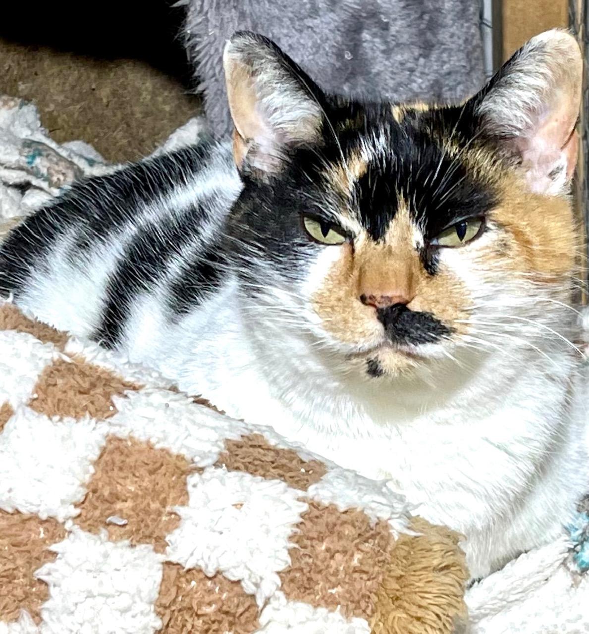 Cali Coco, a ADOPTABLE mixed breed in Racine, WI image 2/2