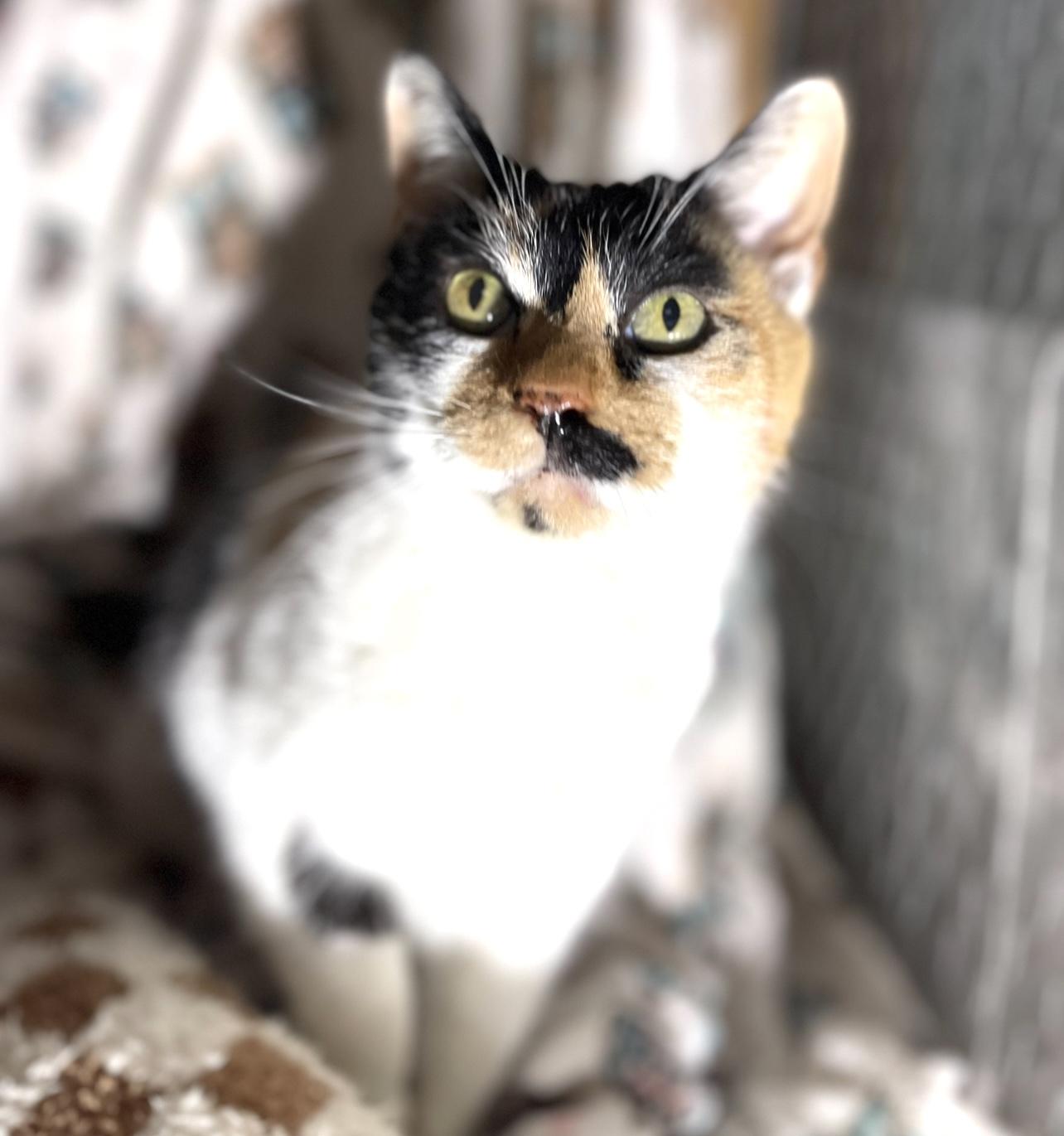 Cali Coco, a ADOPTABLE mixed breed in Racine, WI image 1/2