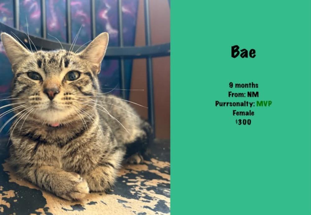 Bae, Adoptable, Adult Female Domestic Short Hair.