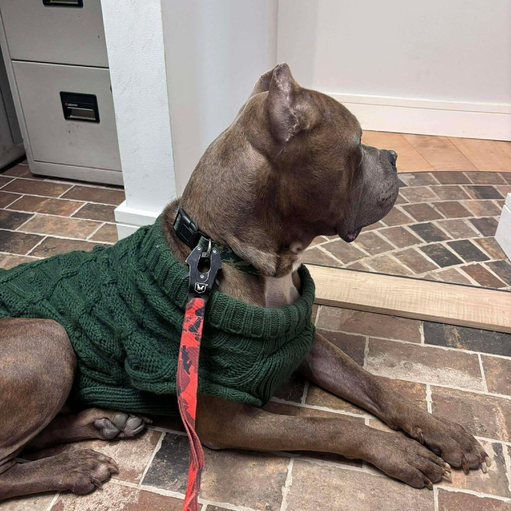 Cantaloupe, Adoptable, Adult Male Cane Corso & Terrier.