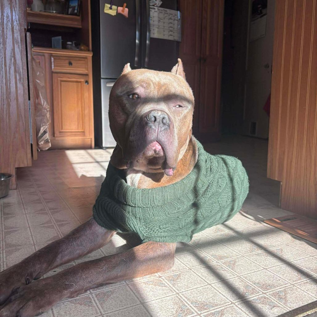 Enlarge Cantaloupe(now Cane), a Adoptable mixed breed in manchester, PA image 2/6