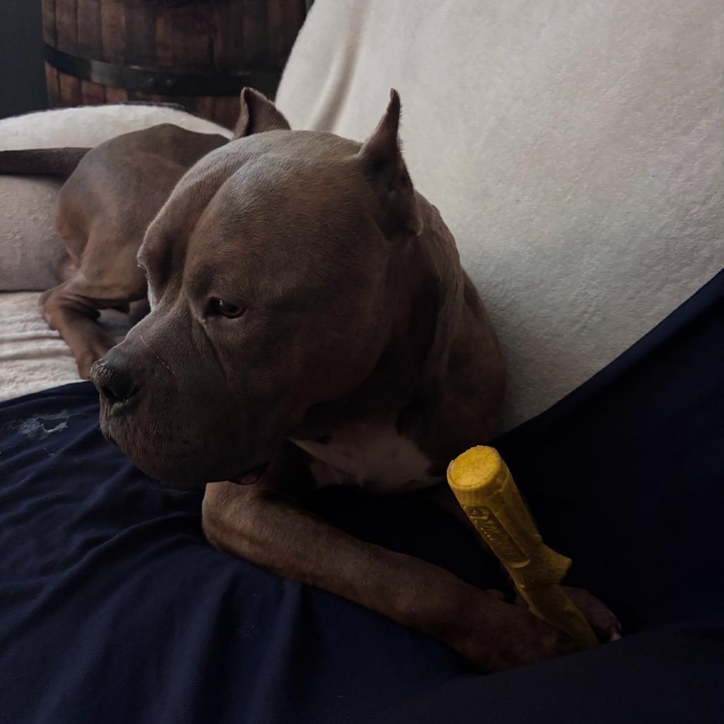 Enlarge Cantaloupe(now Cane), a Adoptable mixed breed in manchester, PA image 3/6