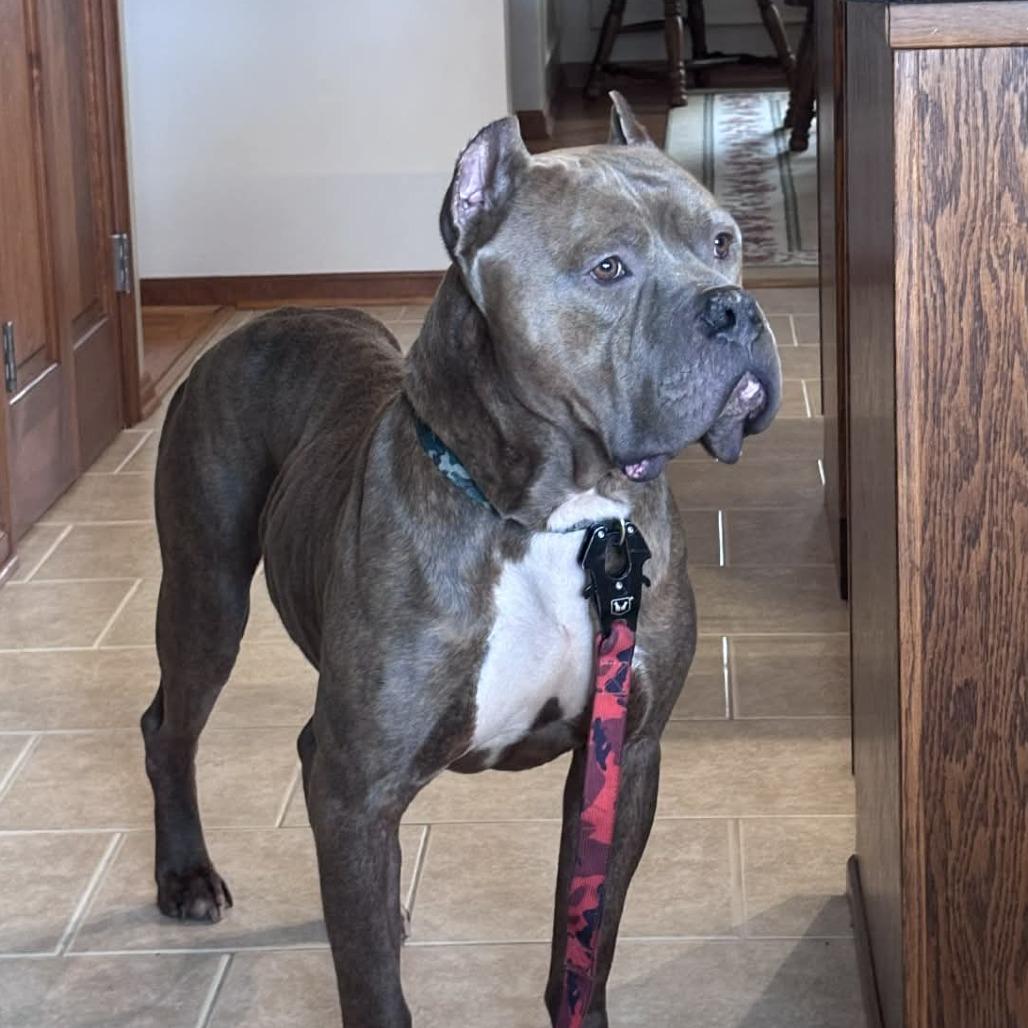 Enlarge Cantaloupe(now Cane), a Adoptable mixed breed in manchester, PA image 4/6