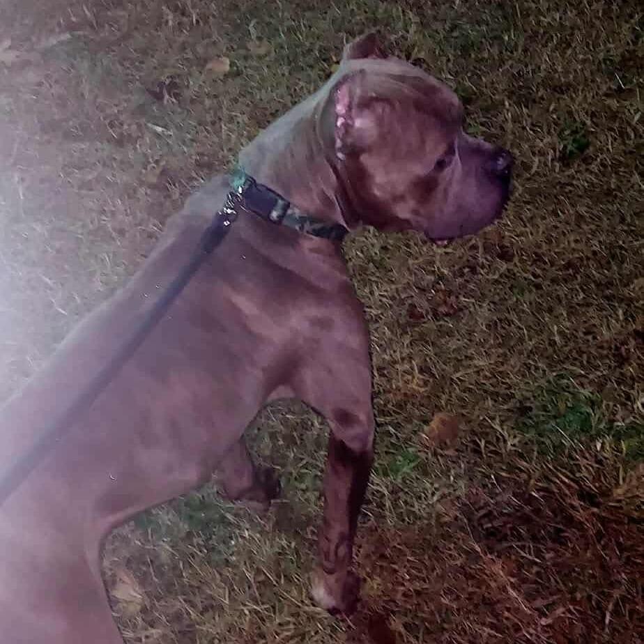 Enlarge Cantaloupe(now Cane), a Adoptable mixed breed in manchester, PA image 5/6